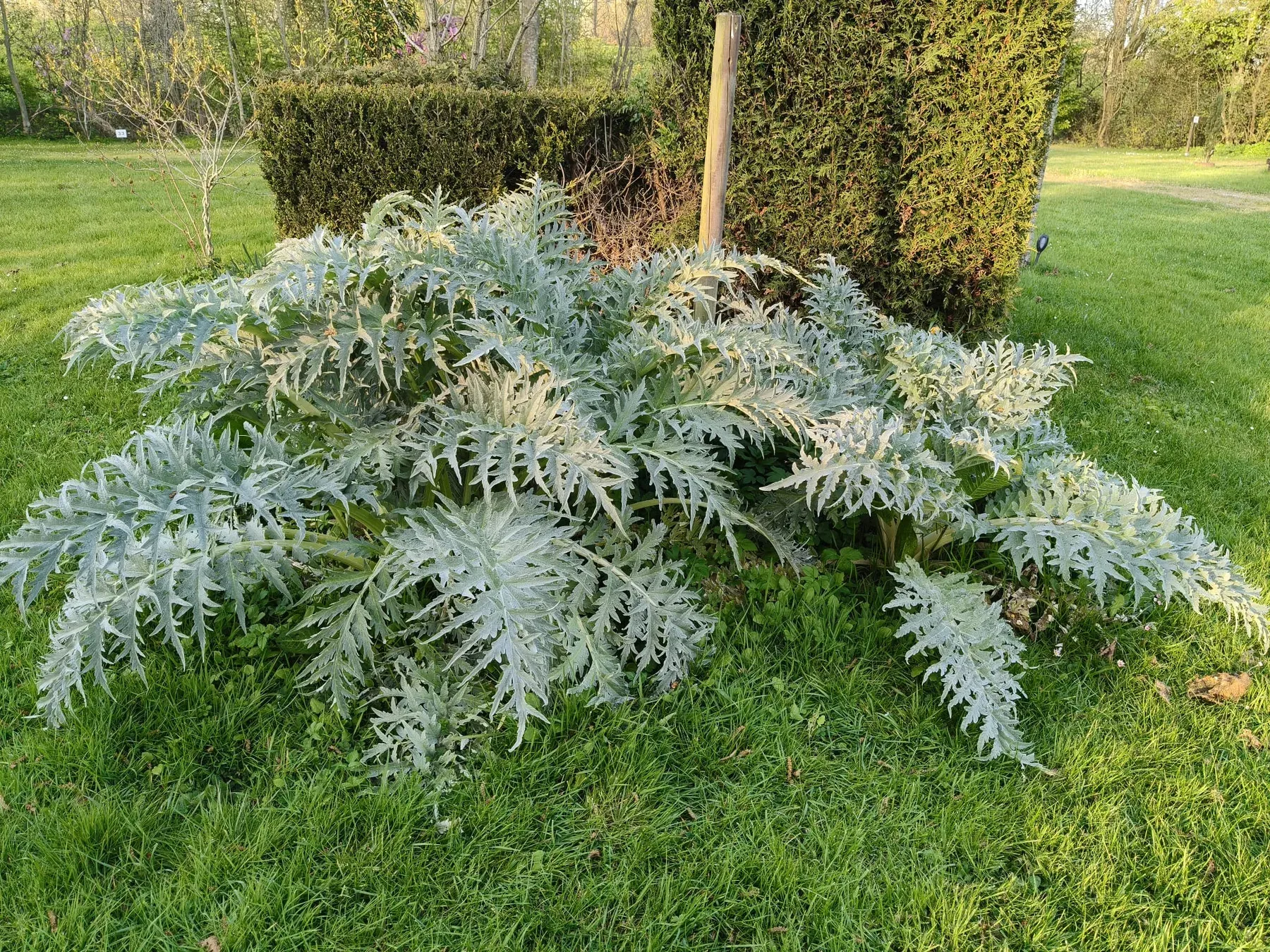 Sierlijke groene planten tussen de kampeerplaatsen