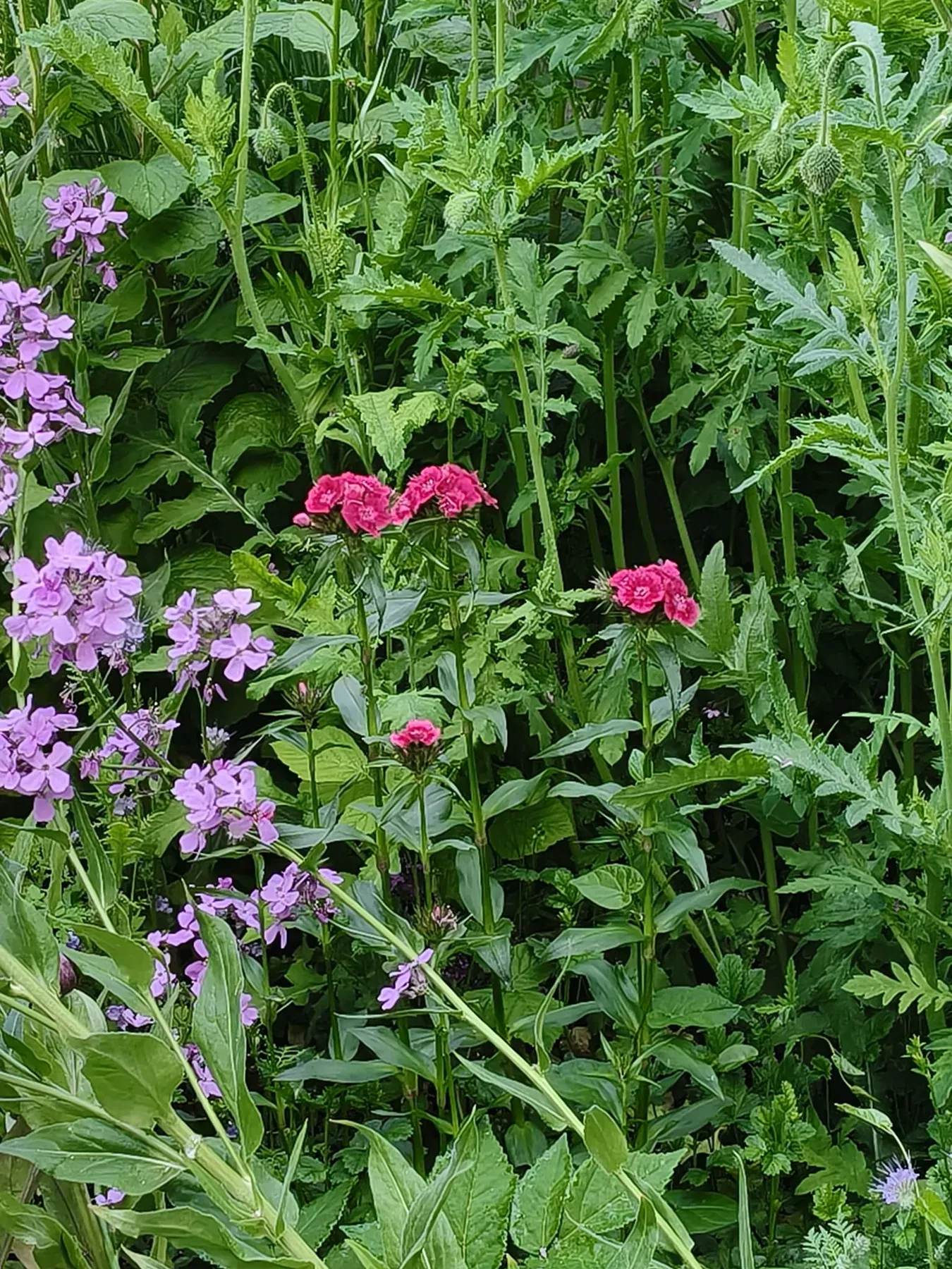Roze en paarse bloemen tussen groene planten