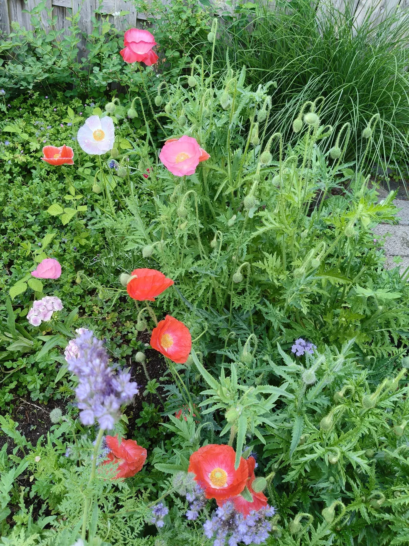 Rode en roze klaprozen in de campingtuin