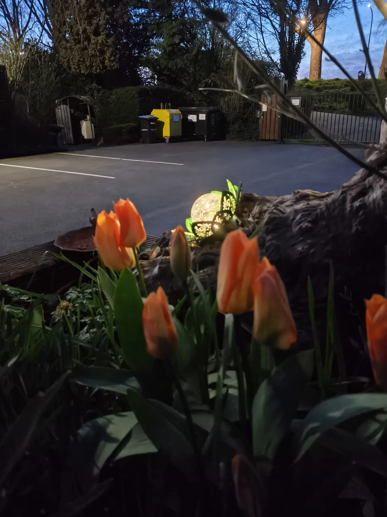 Oranje tulpen bij de parkeerplaats in de avond